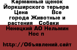 Карманный щенок Йоркширского терьера › Цена ­ 30 000 - Все города Животные и растения » Собаки   . Ненецкий АО,Нельмин Нос п.